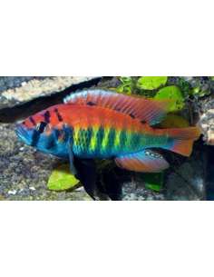 Ruti Island Hap (Pundamilia...