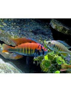Ruti Island Hap (Pundamilia... 2
