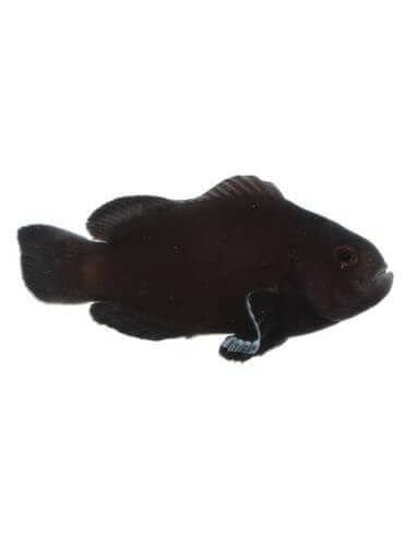 Midnight Lightning Clownfish...