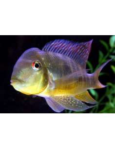 Gymnogeophagus Balzanii 2