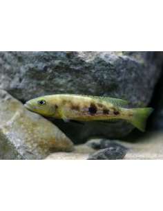 Marbled Lamprologus...