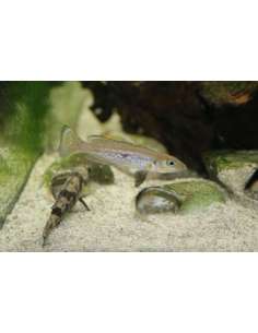 Marbled Lamprologus... 2