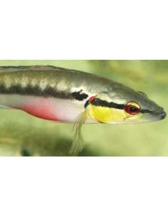 San Pedro (Crenicichla...