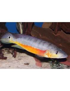 Cabeza amarga (Crenicichla...