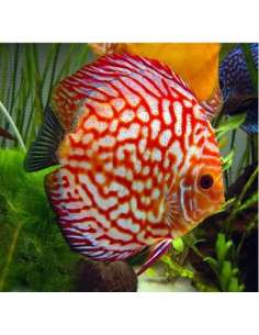 Discus Pigeon (Symphysodon...
