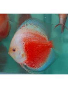 Discus Red & White...