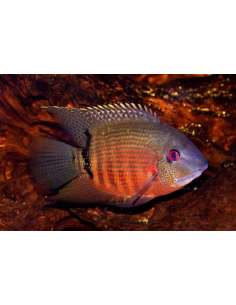Red Mouthbrooder Severum...