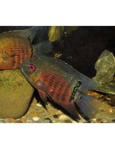 Red Mouthbrooder Severum... 2