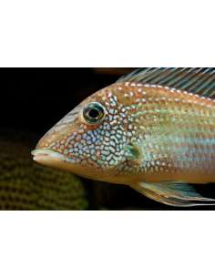 Demon Eartheater... 2