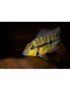 Blackgullet cichlid...