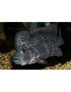 Ciclido Dinosaurio... 2