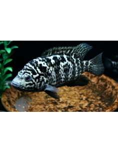 Cuban Cichlid (Nandopsis...