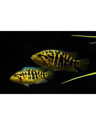 Yellow Jacket (Parachromis...