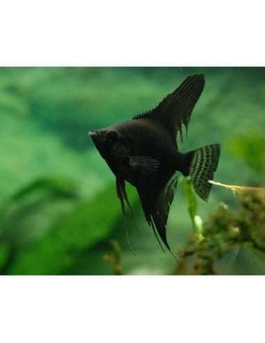 Scalar Full Black (Pterophyllum scalare)