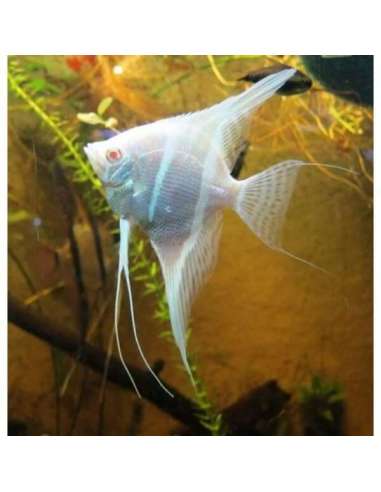 Scalar perlado albino (Pterophyllum...