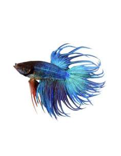 Betta Macho Azul Corona...