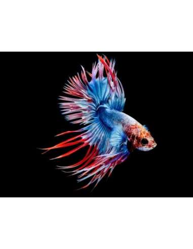 Betta Macho CrownTail Bicolor (Betta...