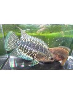 Ctenopoma De Banda Azul... 2