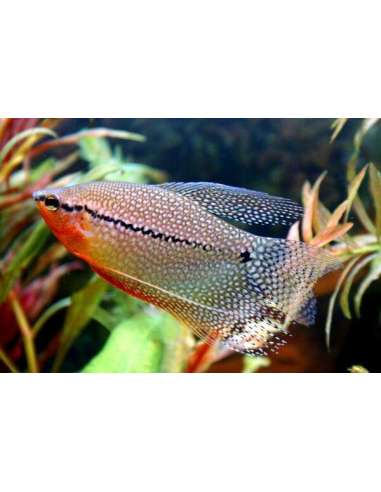 Gurami perla (Trichopodus Leerii)