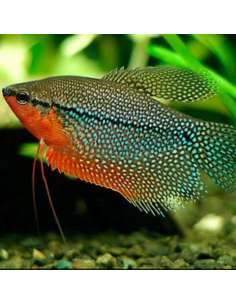 Gurami perla (Trichopodus... 2