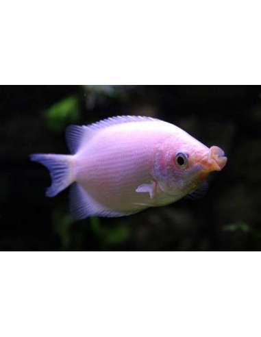 Gourami Besador (Helostoma temminckii)