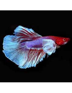 Betta Dumbo Delta (pareja)