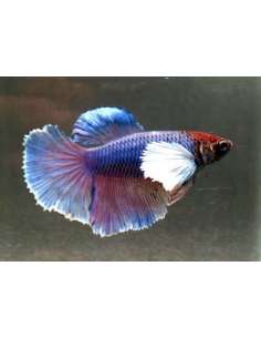 Betta Dumbo Delta (pareja) 2