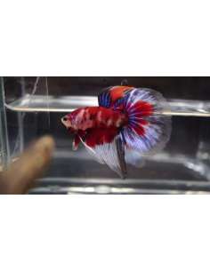 Betta Koi HalfMoon (pareja) 2