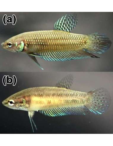 Betta Cooper (Betta mahachaiensis)...