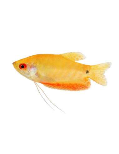 Tricho Oro (Trichogaster trichopterus)