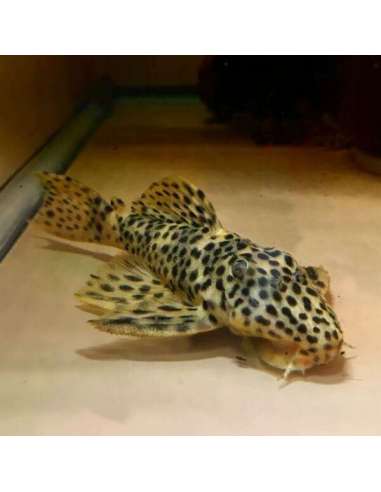 L172 Golden Vampire Pleco...