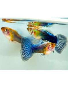 Lebiste Neon Blue (Casal)...