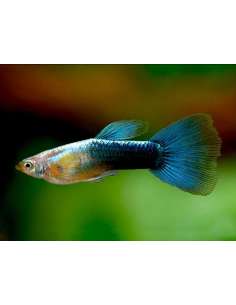 Lebiste Neon Blue (Casal)... 2