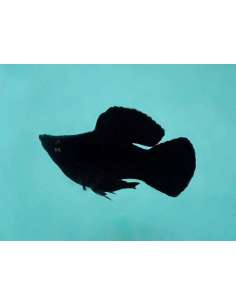 Molly Balon Negra (Poecilia...
