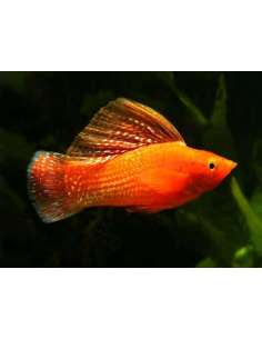 Molly Blood Red (Poecilia... 2