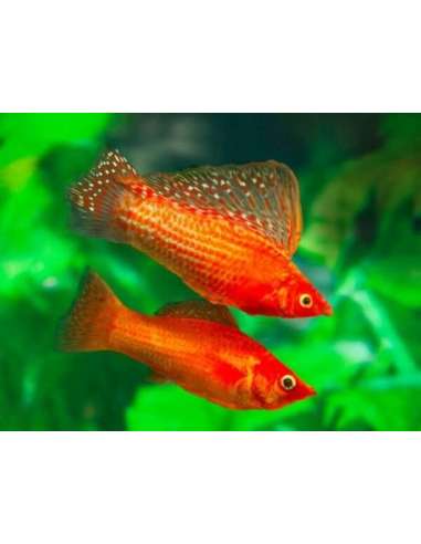 Molly Show Surtida (Poecilia sphenops)