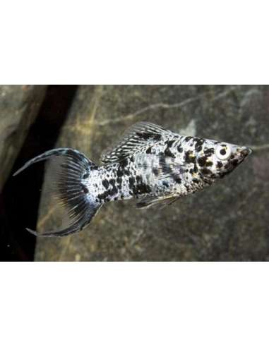 Molly Show Surtida Lyra (Poecilia...