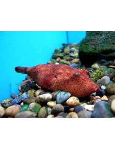 Puffer Red Congo (Tetraodon...