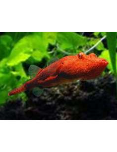 Puffer Red Congo (Tetraodon... 2