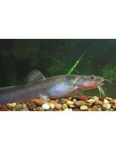 Bagre Anguila (Heptapterus... 2