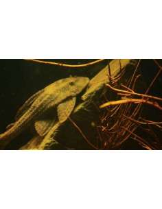 Vieja del agua (Hypostomus... 2