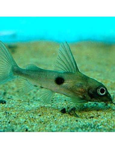 Synodontis Silver Punto Negro...