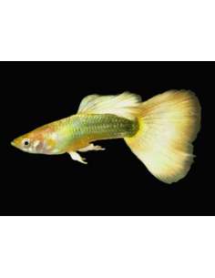 Lebiste Yellow Hi fin (Pareja)