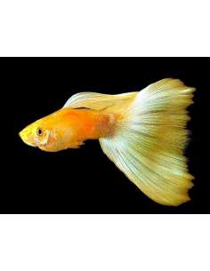 Lebiste Yellow Hi fin (Pareja) 2
