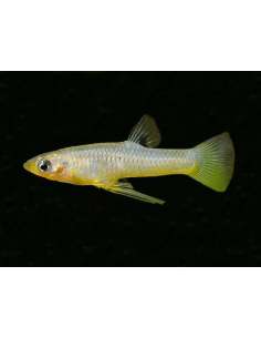 Yellow Metalic Livebearer...