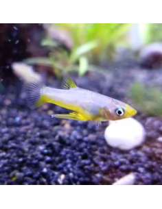Yellow Metalic Livebearer... 2