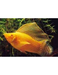 Molly Golden (Poecilia...
