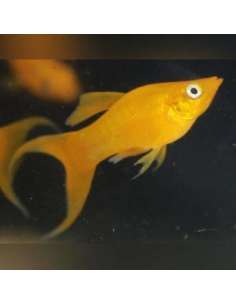 Molly Golden Lyra (Poecilia...