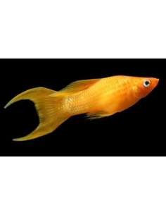 Molly Golden Lyra (Poecilia... 2