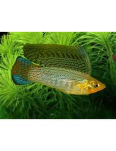 Molly penacho (Poecilia...